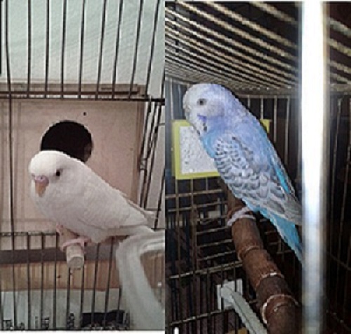 vi presento la mia
seconda coppia